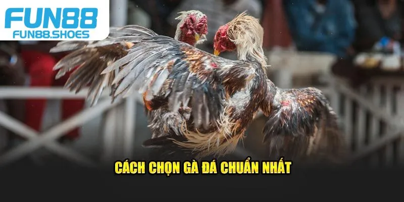 Cách chọn gà đá tốt chuẩn nhất