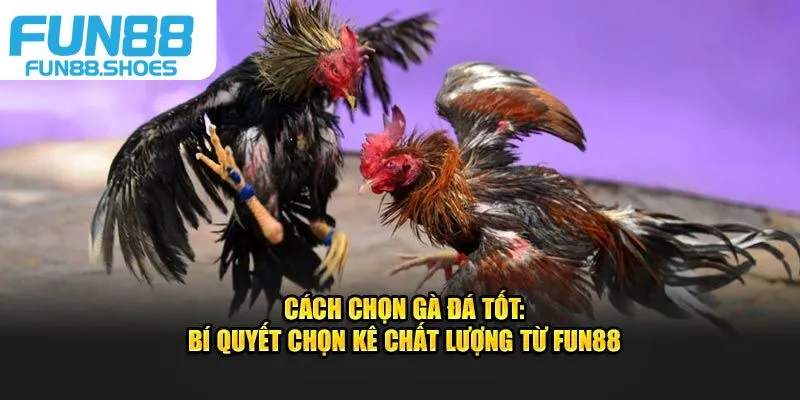 cách chọn gà đá tốt