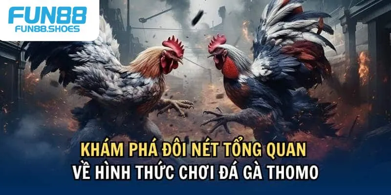 Đôi nét về đá gà cựa sắt Thomo