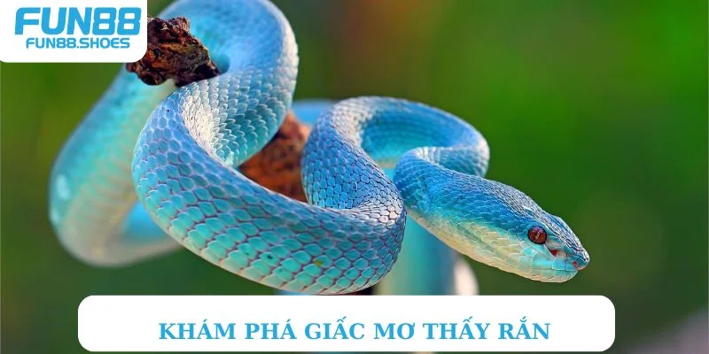 Khám phá giấc mơ thấy rắn