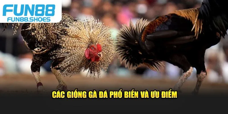 Các giống gà đá phổ biến và ưu điểm