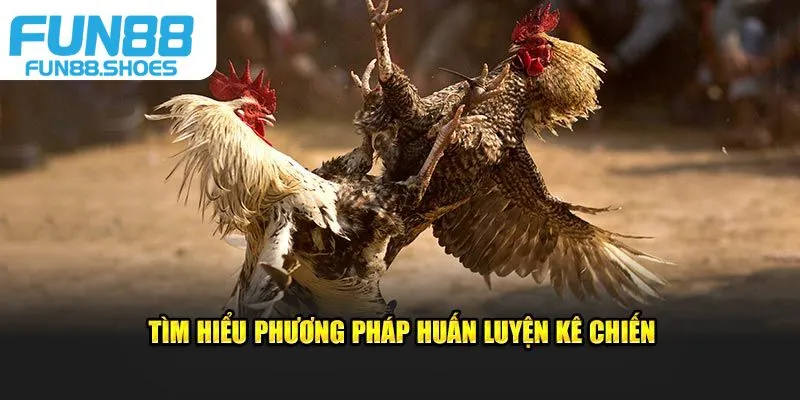 Tìm hiểu phương pháp huấn luyện kê chiến