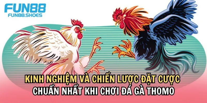 Kinh nghiệm đá gà cựa sắt Thomo