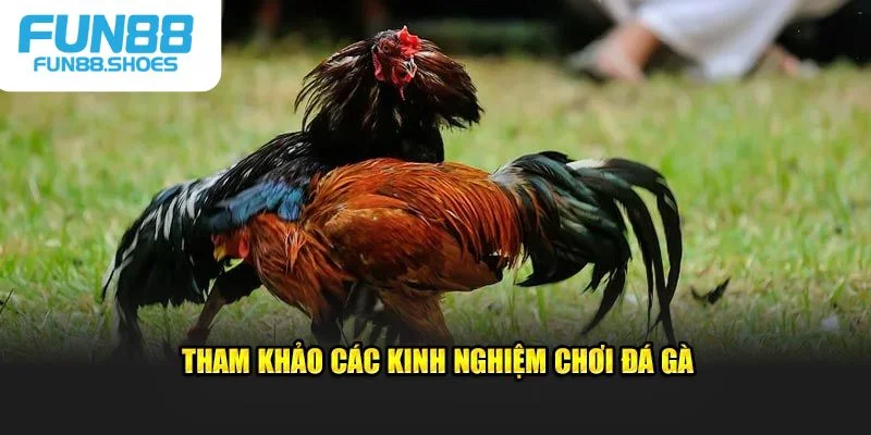 Kinh nghiệm chọn nhà cái đá gà