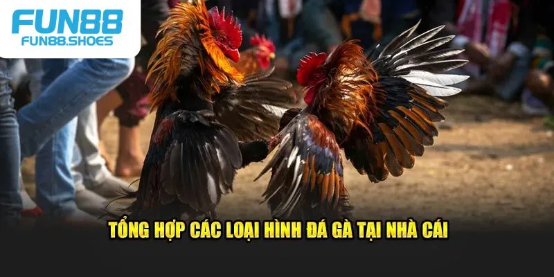 Tổng hợp loại hình đá gà