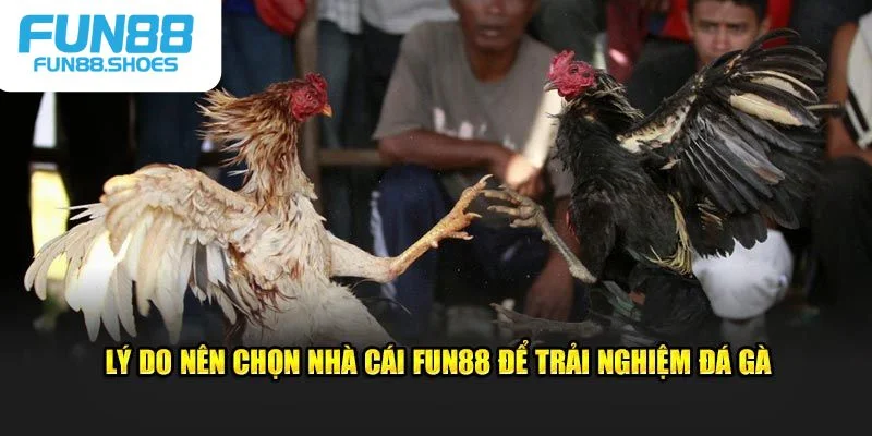 Lý do chọn nhà cái đá gà Fun88