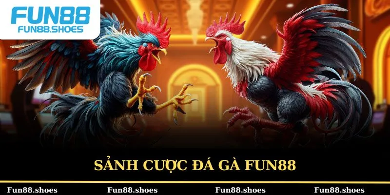 Các sảnh cược đá gà Fun88